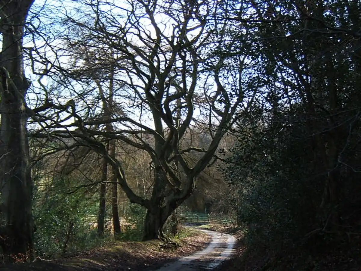 Cong Burn Woods Nature Reserve Loop