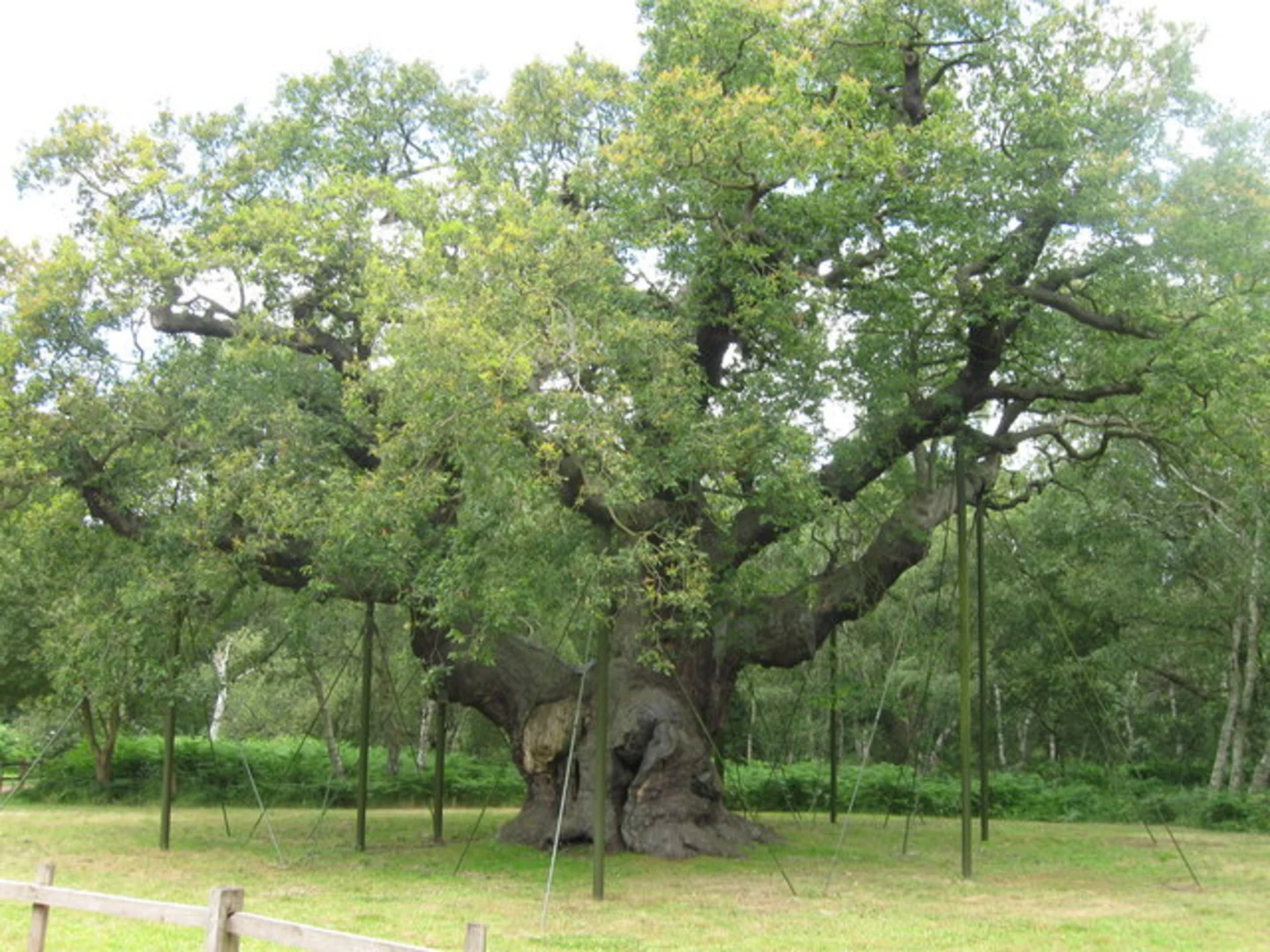 An image depicting the trail Sherwood Forest and Clipstone Forest Loop and its surrounding area.