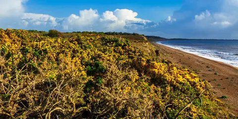 An image depicting the trail Sandlings Walk and its surrounding area.