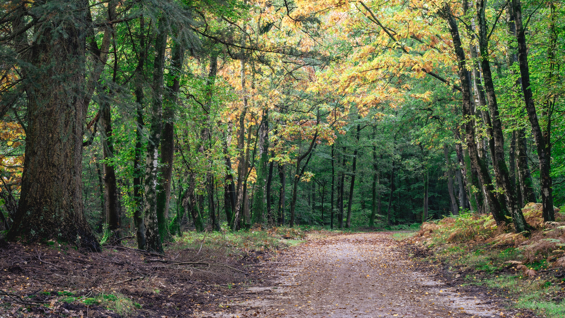An image depicting the trail Sprielderbosch and Speulderbosch Loop and its surrounding area.