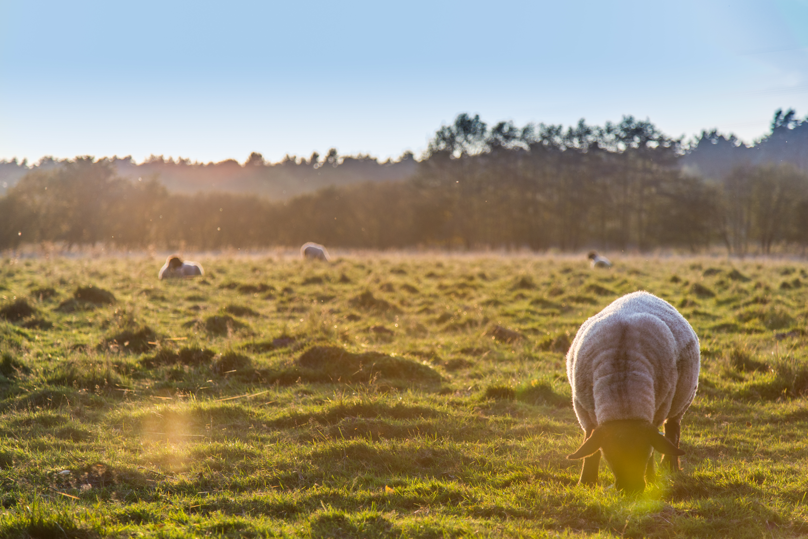 An image depicting the trail Hoogbaan and Ree Weg Loop and its surrounding area.