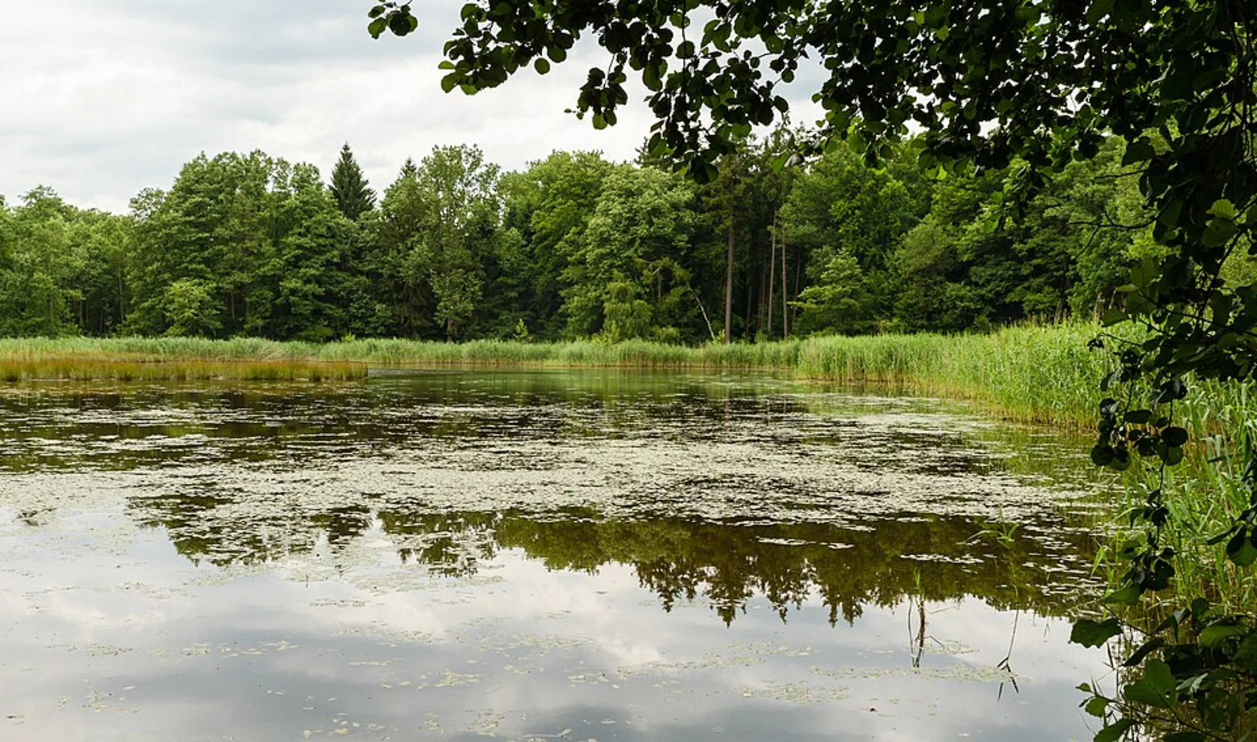 An image depicting the trail Gaußstraße and Häcklingen Loop and its surrounding area.