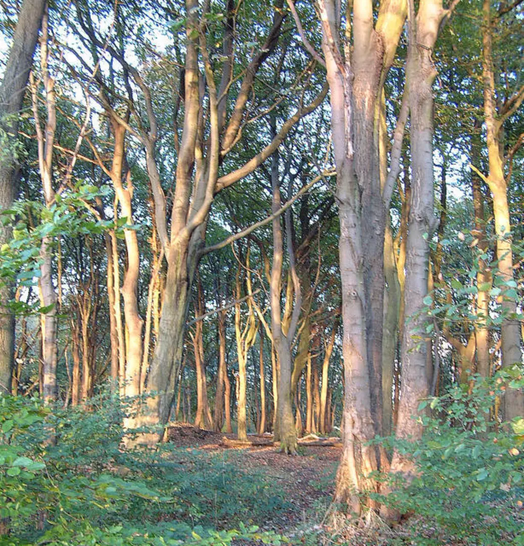 An image depicting the trail Billinge Hill Walk and its surrounding area.
