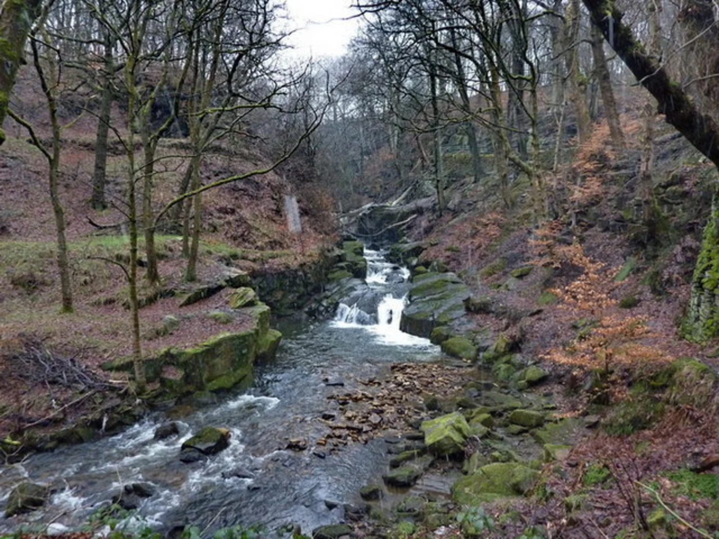 An image depicting the trail Healey Dell Loop and its surrounding area.