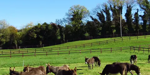 An image depicting the trail Donkey Sanctuary Loop and its surrounding area.