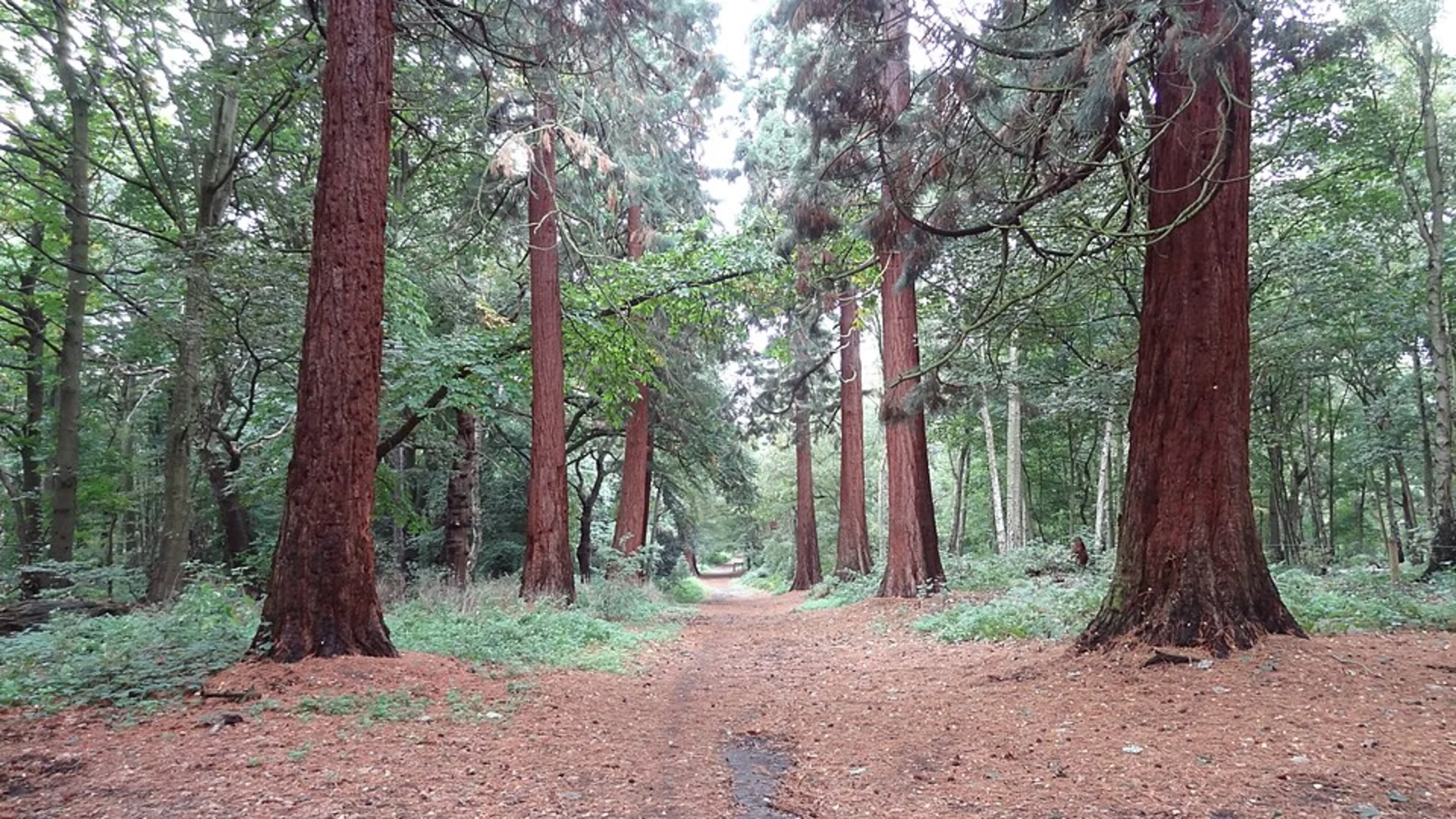 An image depicting the trail Foreberry Wood North, Bedfords Park and Havering Park Loop and its surrounding area.