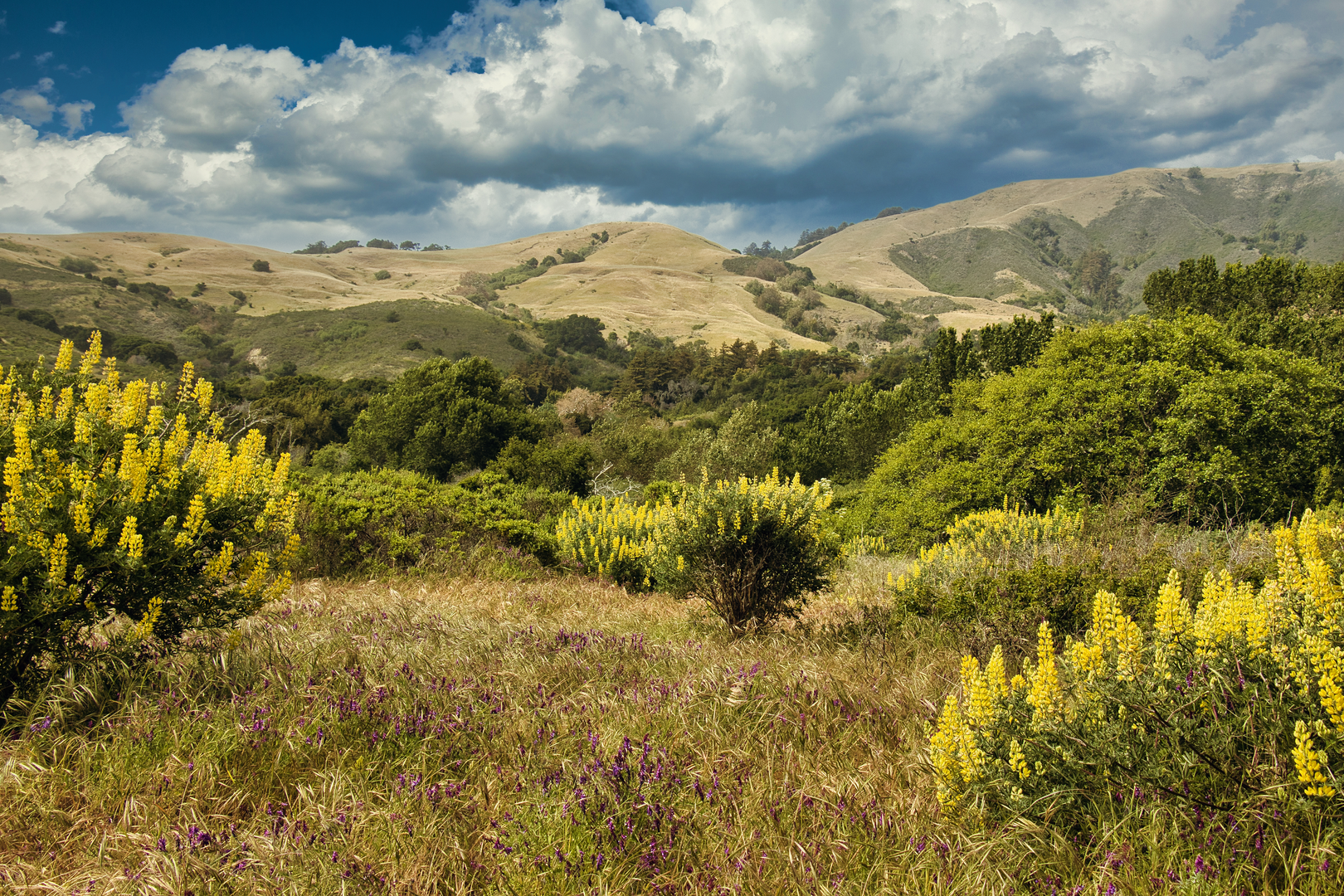 An image depicting the trail Creamery Meadows Trail and Panorama Trail and its surrounding area.