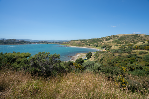 Whiteireia Park Loop