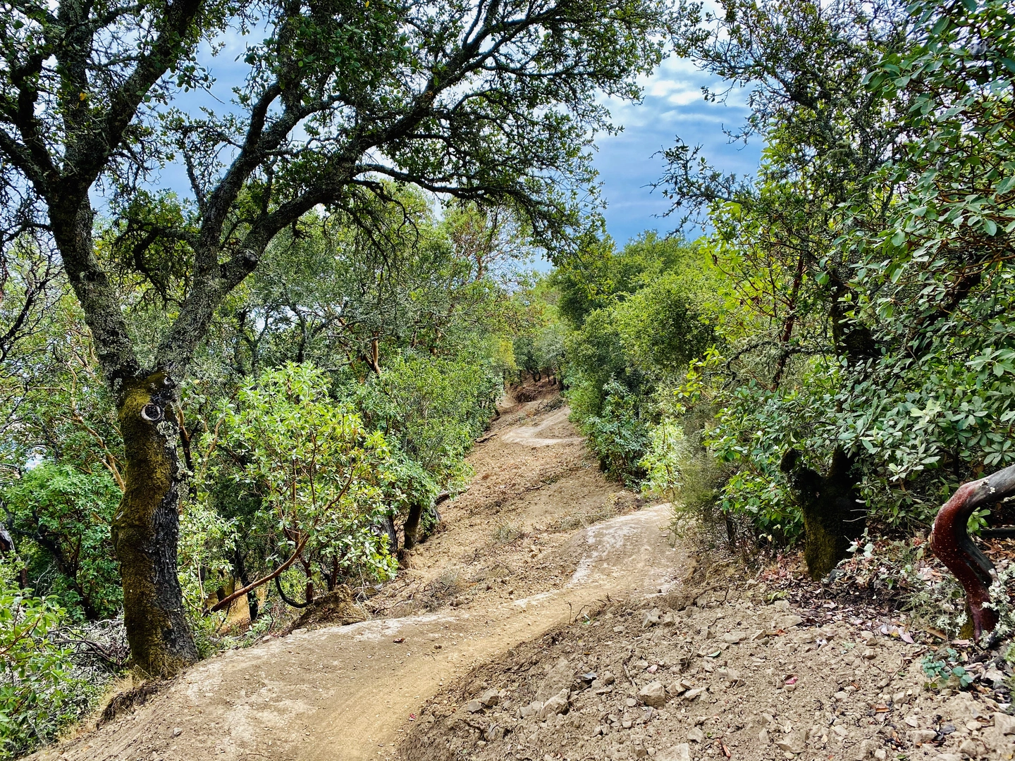 An image depicting the trail Ponti Trail and its surrounding area.
