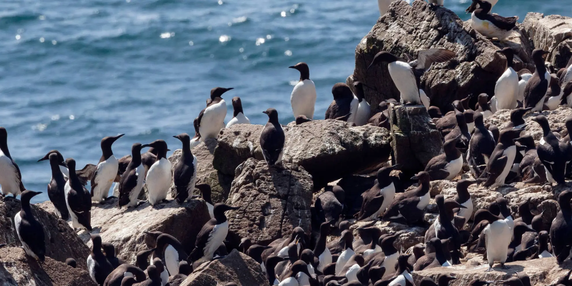 An image depicting the trail Mull - Treshnish Coast and Whisky Cave Walk and its surrounding area.