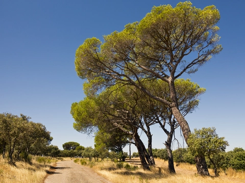 Lazarillo Trail PR TO 14