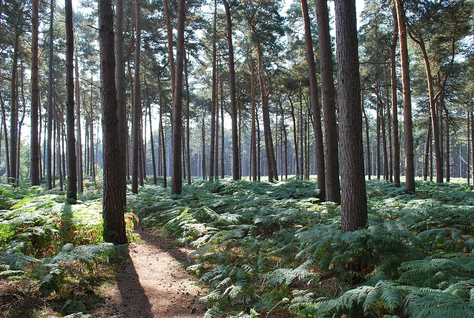 An image depicting the trail Rowney Warren Loop and its surrounding area.