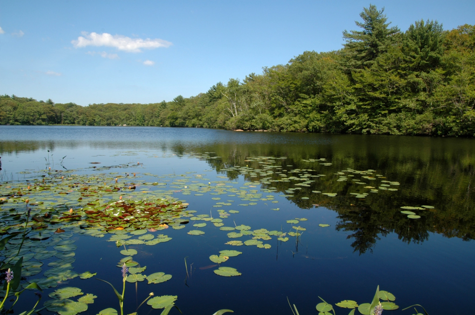 An image depicting the trail Fernwood Lake Trail Loop - Ravenswood Park and its surrounding area.
