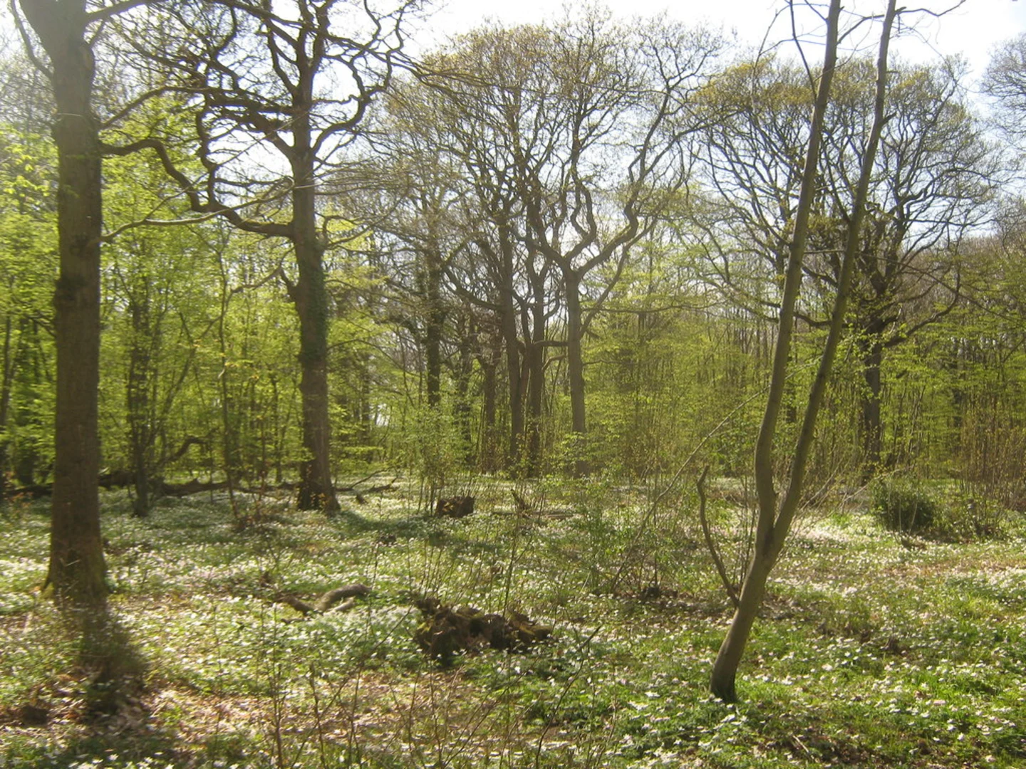 An image depicting the trail East Blean Wood Loop and its surrounding area.