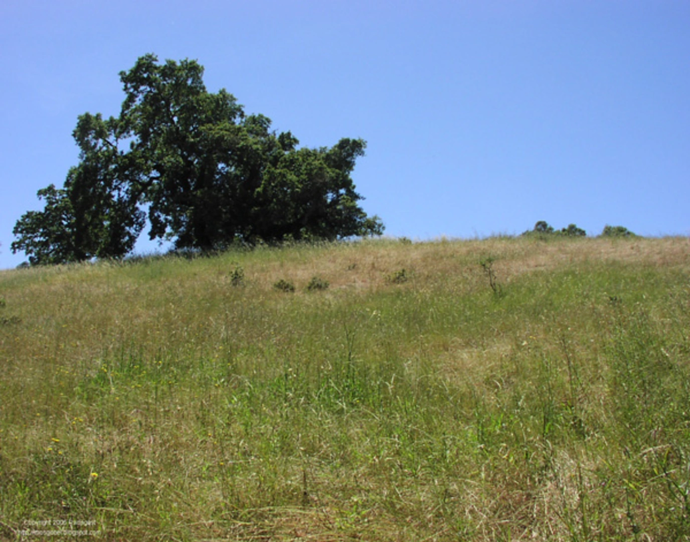 An image depicting the trail Bonus Hill, Meadowlark and Arastradero Lake Loop Trail and its surrounding area.