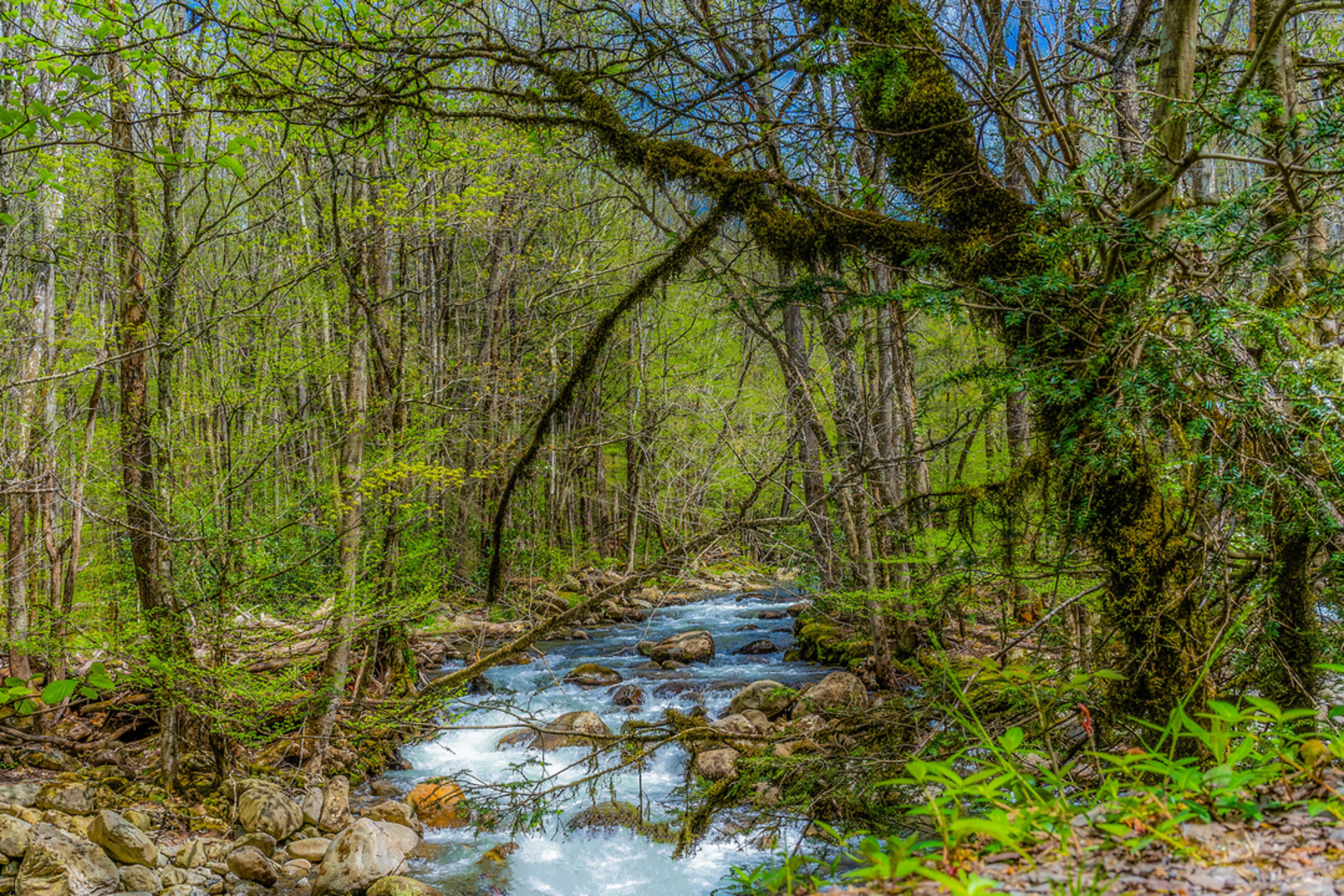 An image depicting the trail Porters Creek Trail and its surrounding area.