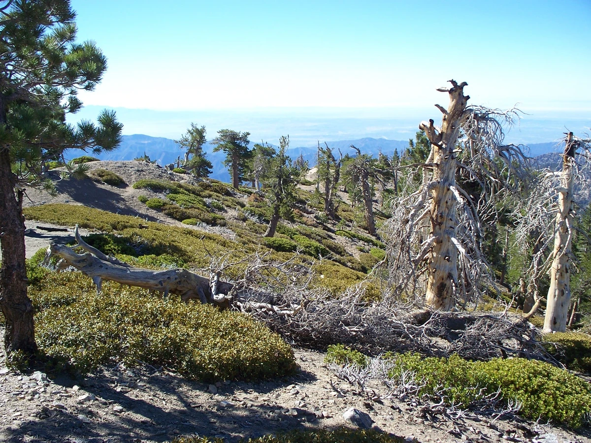 Manzanita, Vincent Gap, Pacific Crest and South Fork Loop Trail