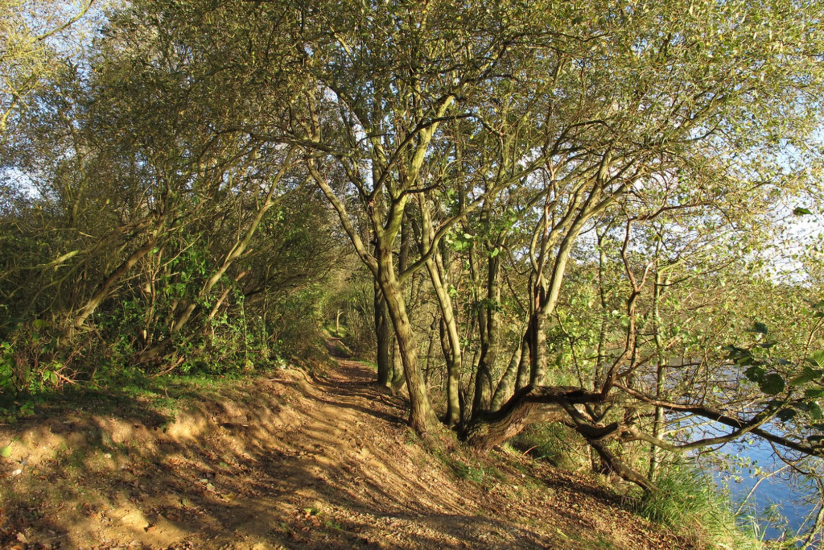 An image depicting the trail Belhus Woods Country Park and its surrounding area.