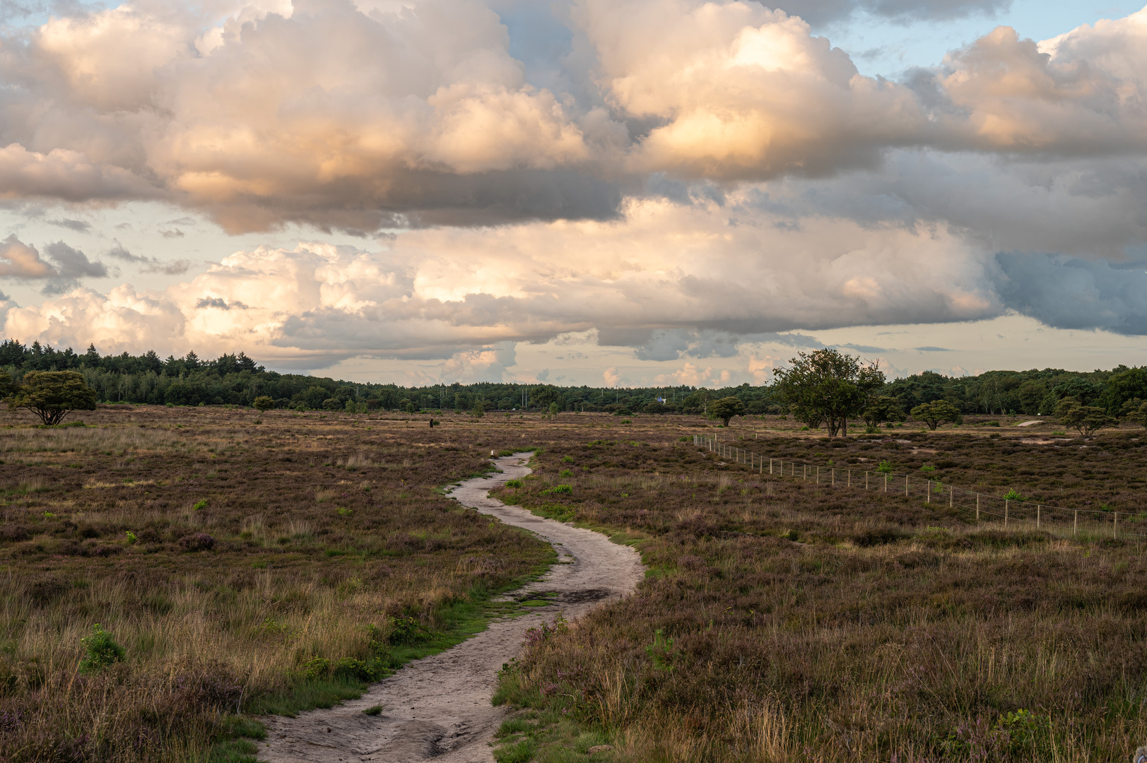 An image depicting the trail Westerheide Loop and its surrounding area.