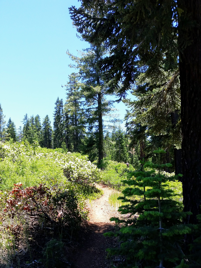An image depicting the trail High Voltage, Antone Meadows and Whoop-dee-doo Loop Trail and its surrounding area.