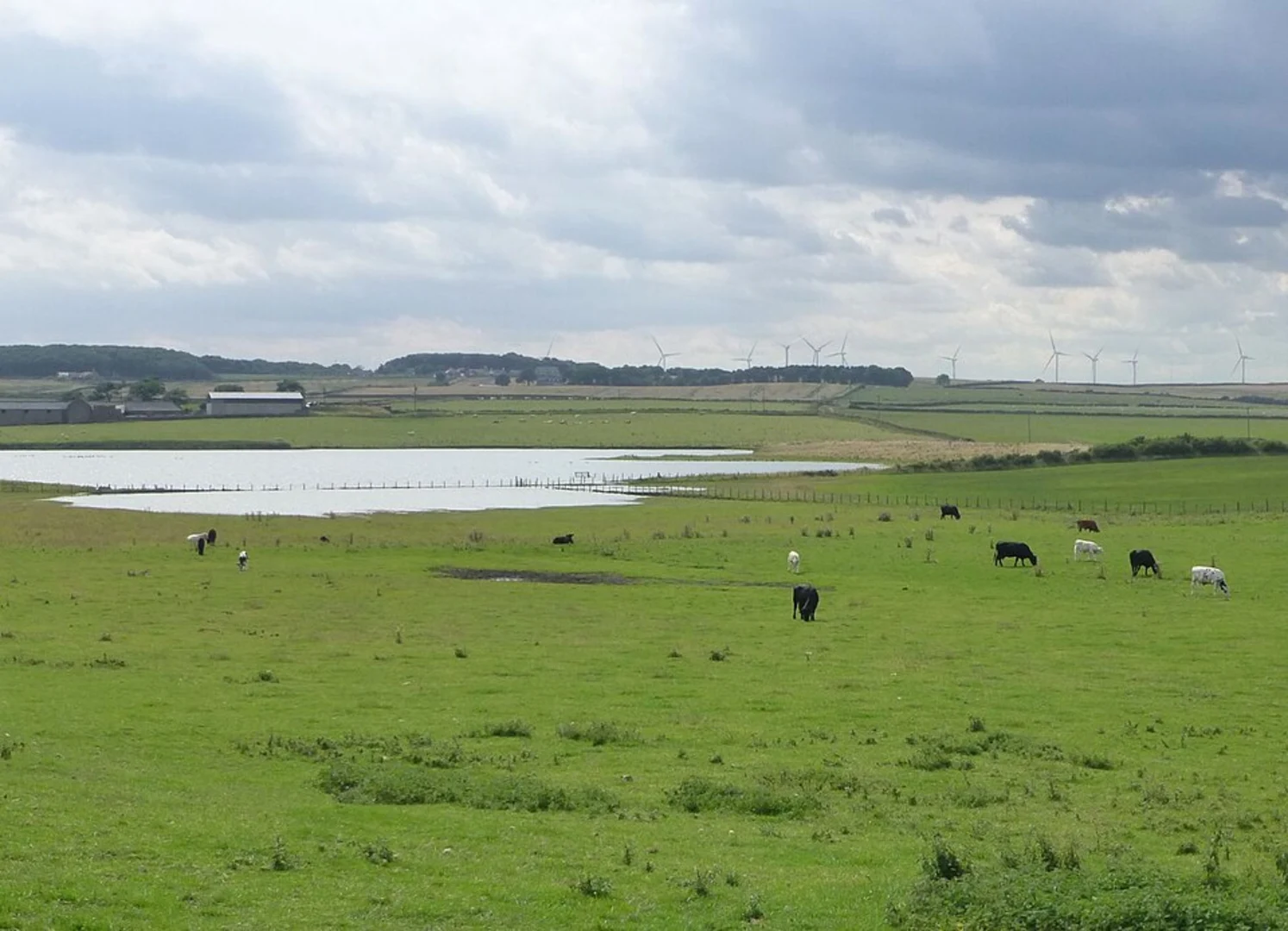 An image depicting the trail Twelve Acre Copse and Cresswell's Pond Loop and its surrounding area.