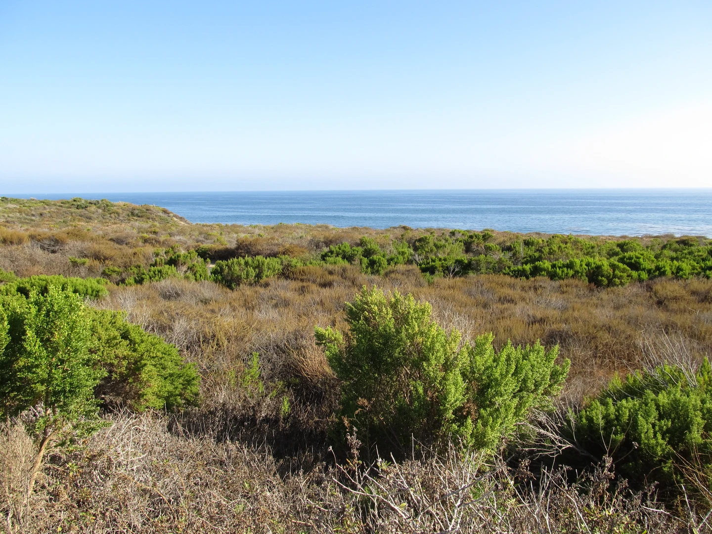 An image depicting the trail Crystal Cove State Park Loop and its surrounding area.