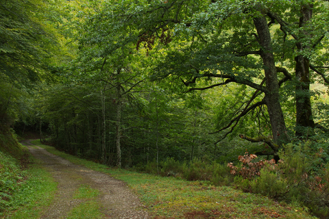 An image depicting the trail Hayedo de Las Ilces PR PNPE 26 and its surrounding area.