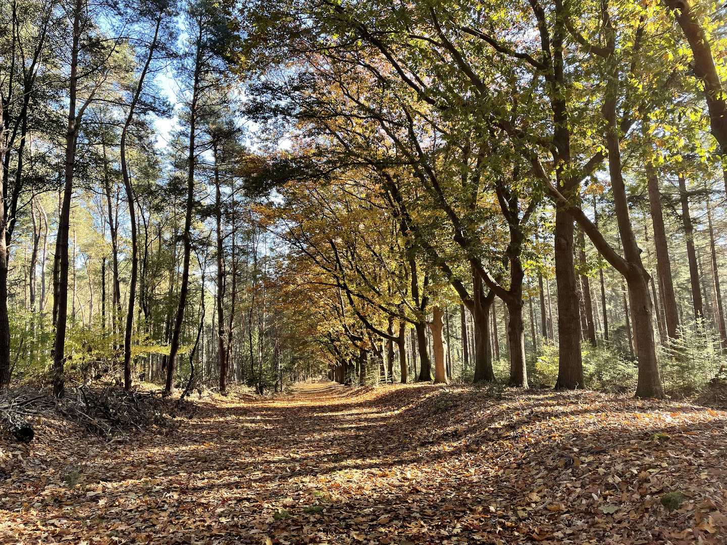 An image depicting the trail Rhaanderesch, Rhanerveld and Eelerberg Loop and its surrounding area.