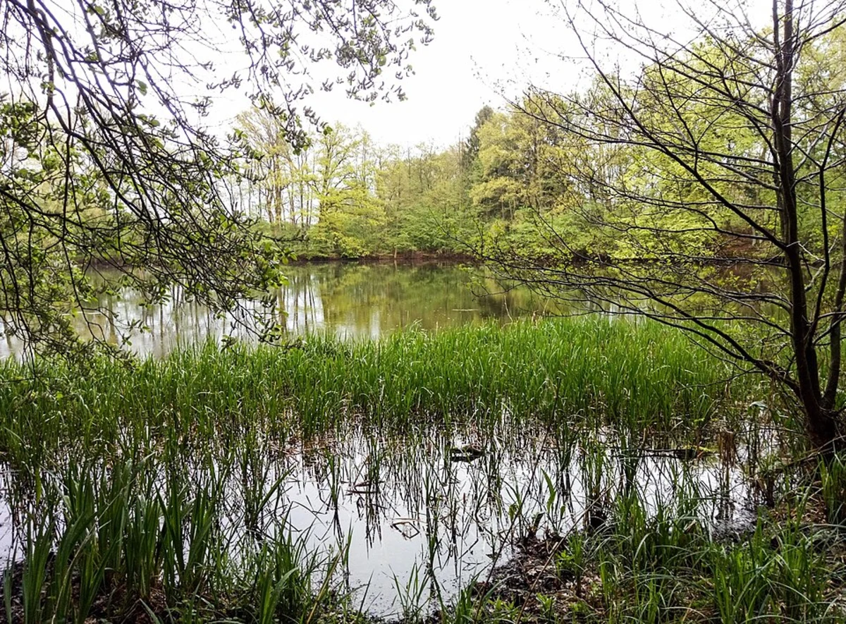 Hoisdorfer Teiche and Park Lichtensee Loop