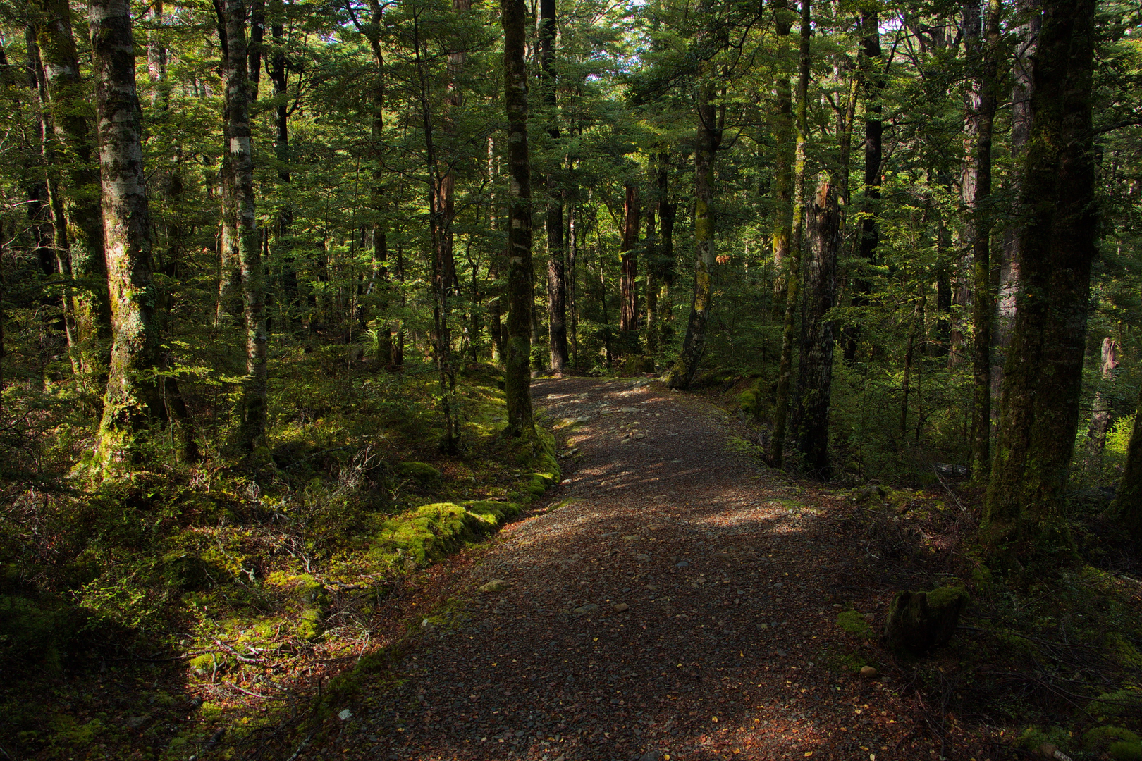 An image depicting the trail Honeydew Track and its surrounding area.