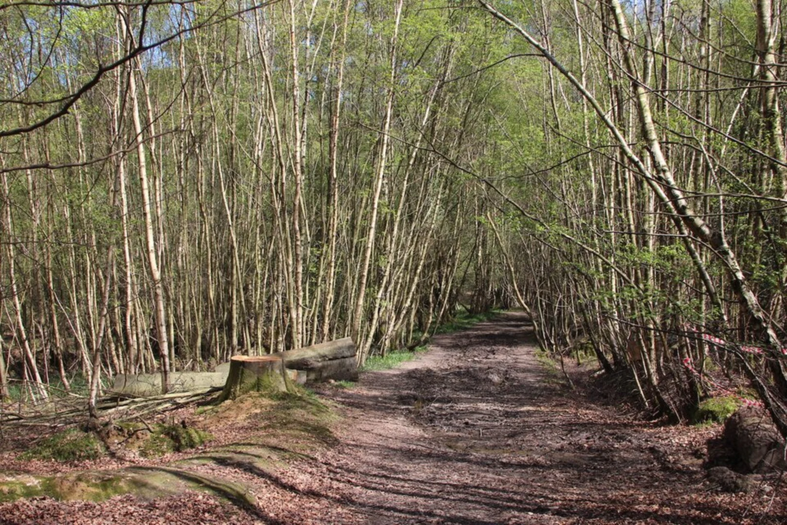 An image depicting the trail Five Hundred Acre Wood Pond Loop and its surrounding area.