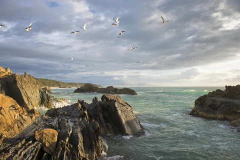 An image depicting the trail Betka River to Pebbly Beach Walk and its surrounding area.