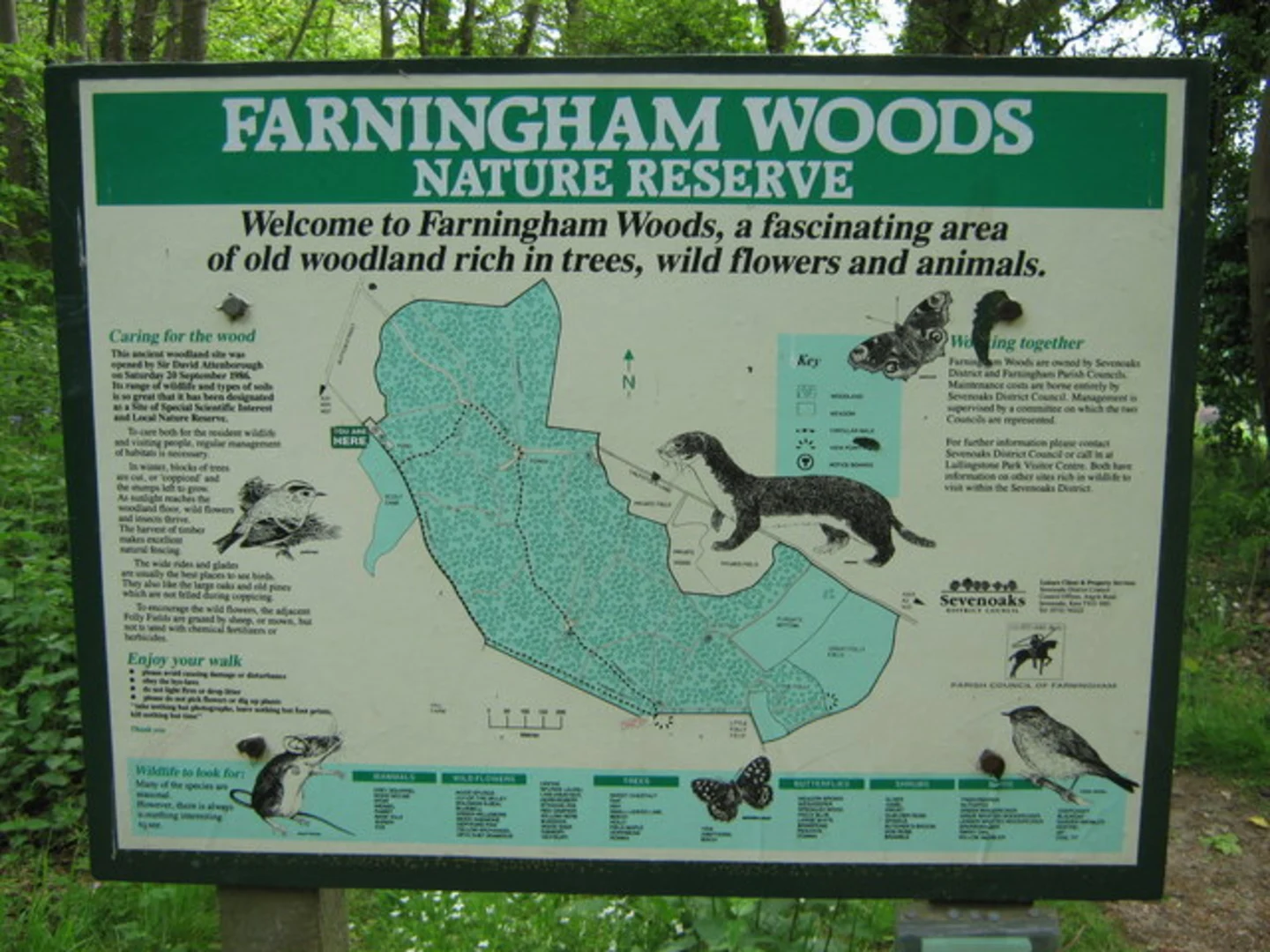 An image depicting the trail Farningham Woods and its surrounding area.