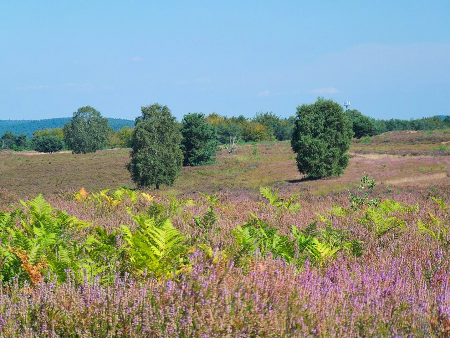 An image depicting the trail Mehlinger Heide Loop and its surrounding area.