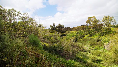 An image depicting the trail Tecolote Creek - Tecolote Canyon Trail and its surrounding area.