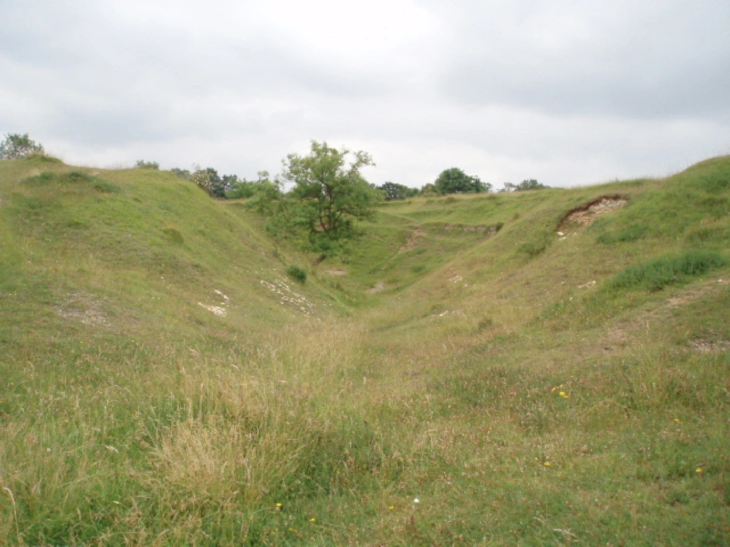 An image depicting the trail Selsley Common - Toots to Teashop and its surrounding area.