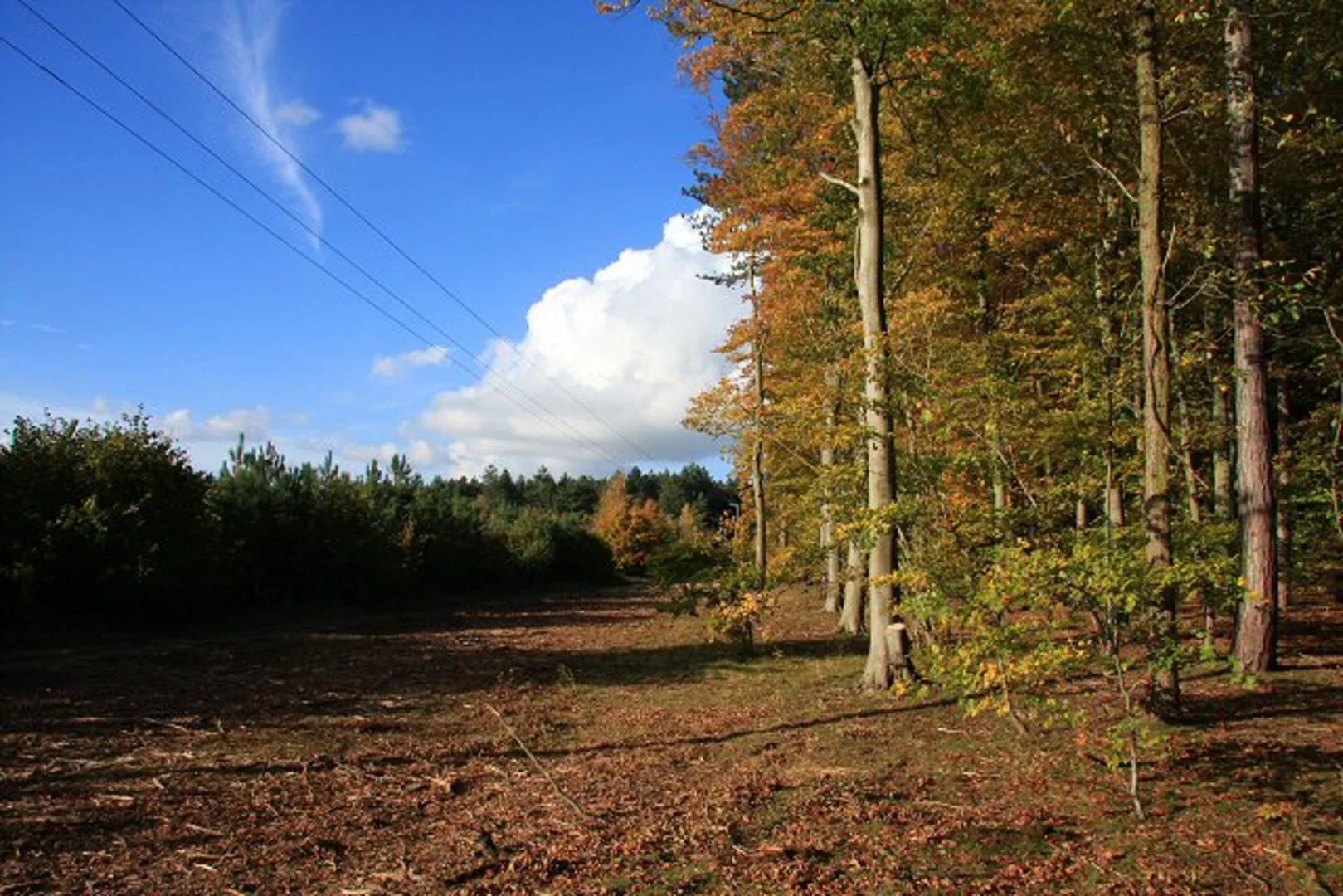 An image depicting the trail Brandon Park Short Loop and its surrounding area.
