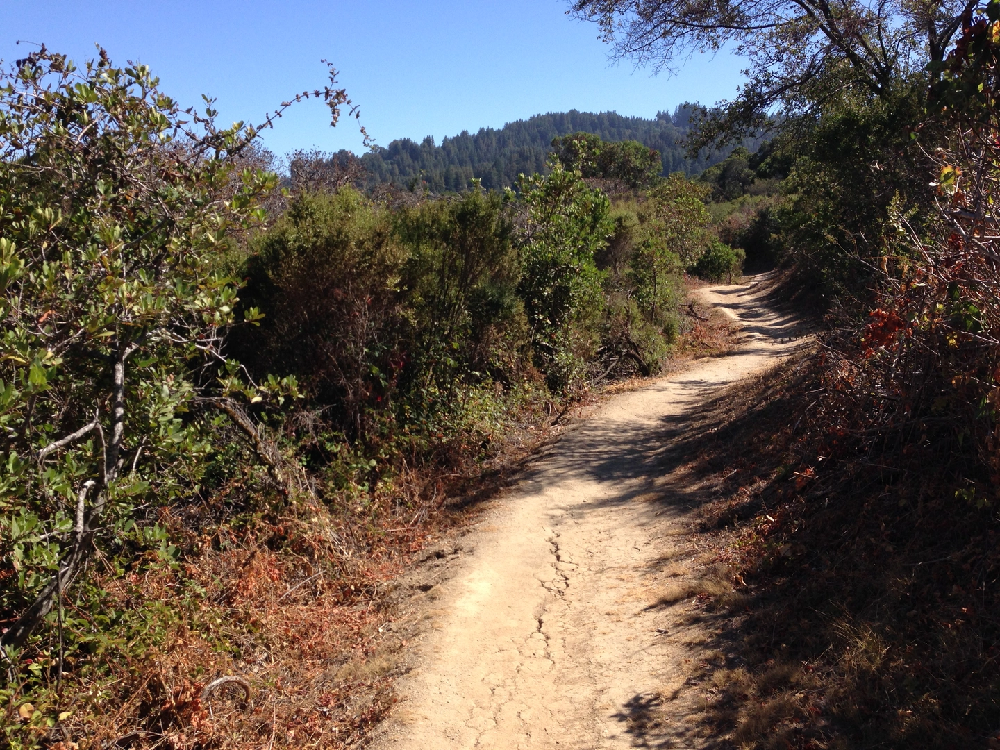 An image depicting the trail Schilling Lake and Bridle Trail and its surrounding area.