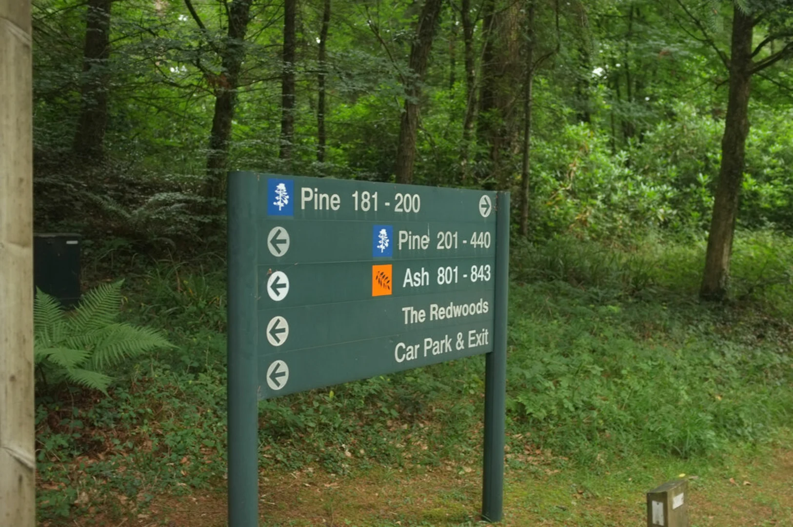 An image depicting the trail Longleaf Forest and Botany Hanging and its surrounding area.