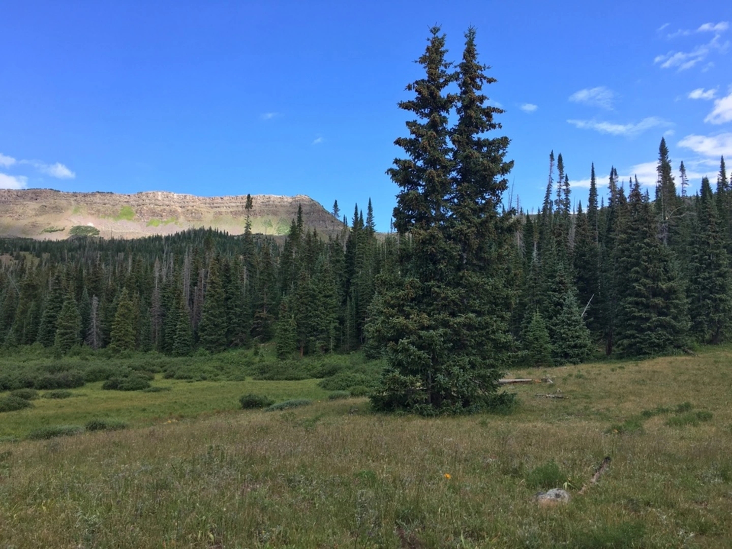 An image depicting the trail Johnson Pasture Trail and its surrounding area.