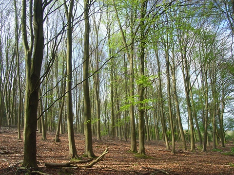 An image depicting the trail Farm Wood and Mill Wood Loop and its surrounding area.