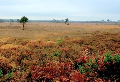 An image depicting the trail Holt Heath National Nature Reserve Loop and its surrounding area.