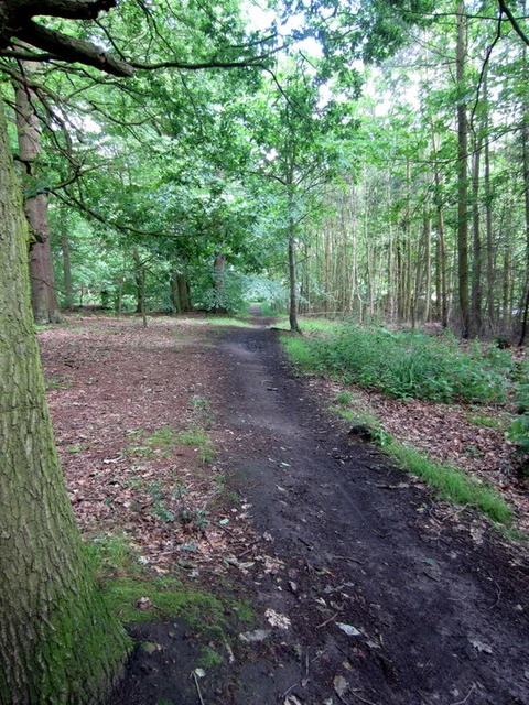 An image depicting the trail Aspley Woods Loop and its surrounding area.