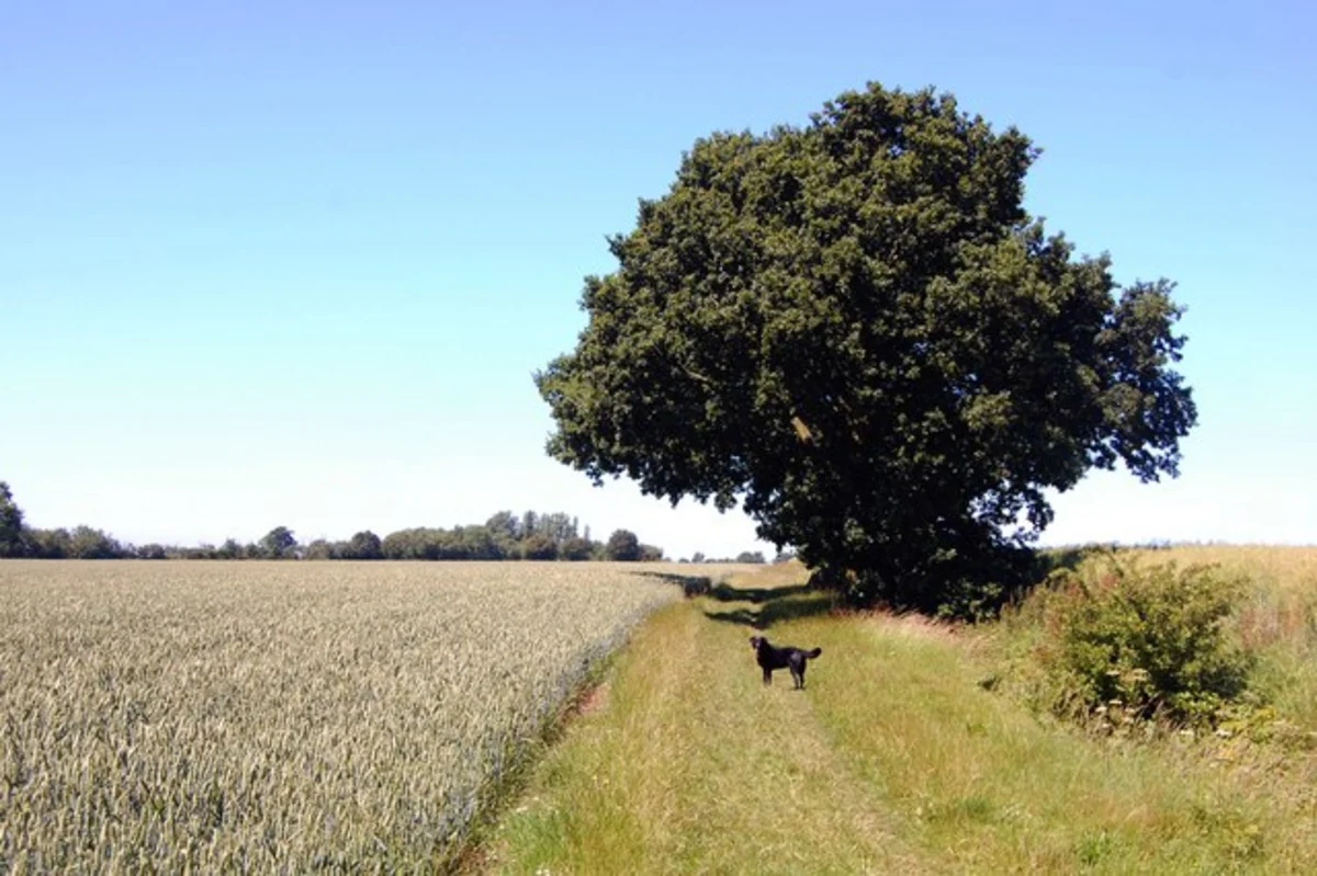 Finchingfield to Great Bardfield Loop