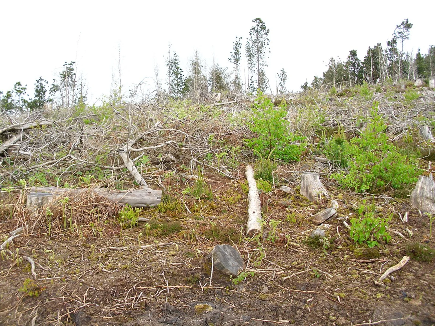 An image depicting the trail Mill Bank Wood, Ayton Banks Wood and Round Hill Wood Loop and its surrounding area.