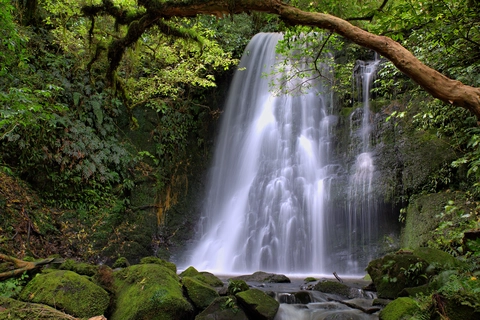 Matai Falls Walk