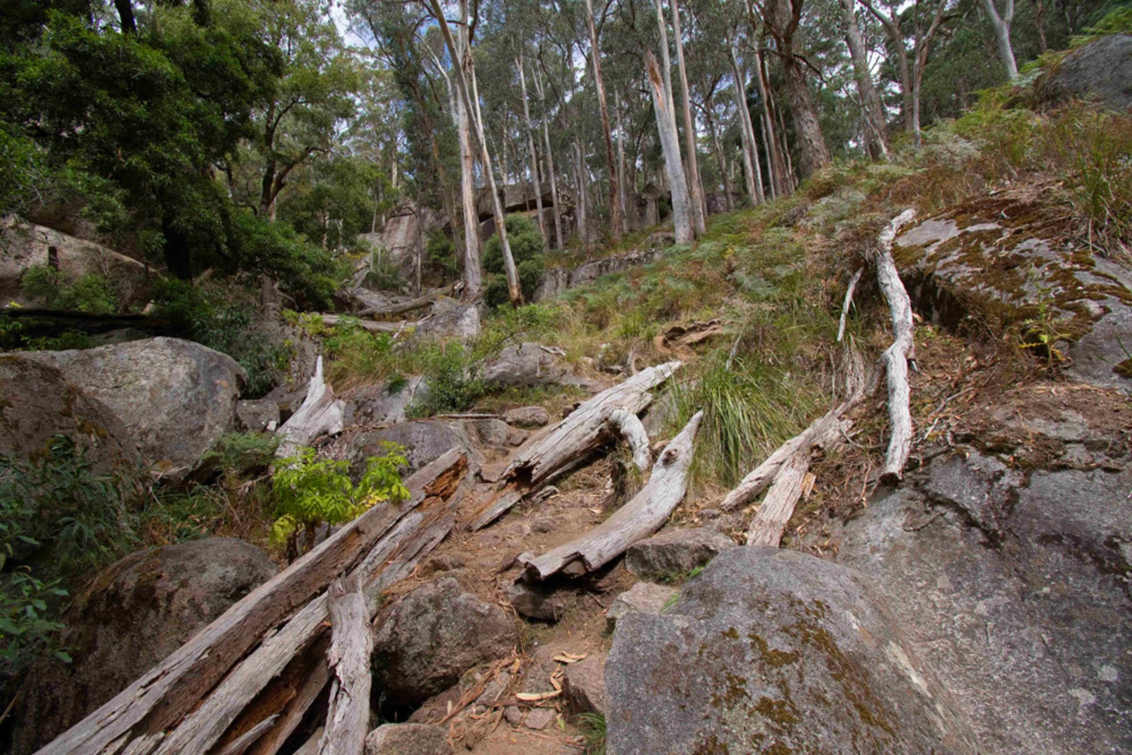 An image depicting the trail Beeripmo Walk and its surrounding area.
