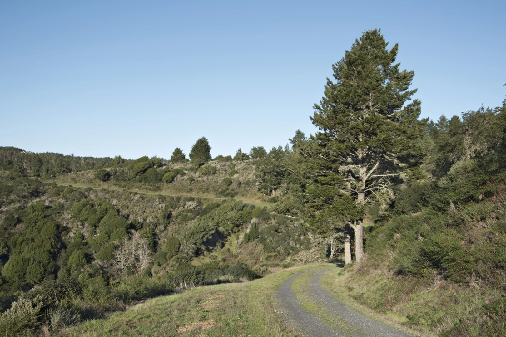 An image depicting the trail Estero, Glenbrook, and Muddy Hollow Loop Trail and its surrounding area.