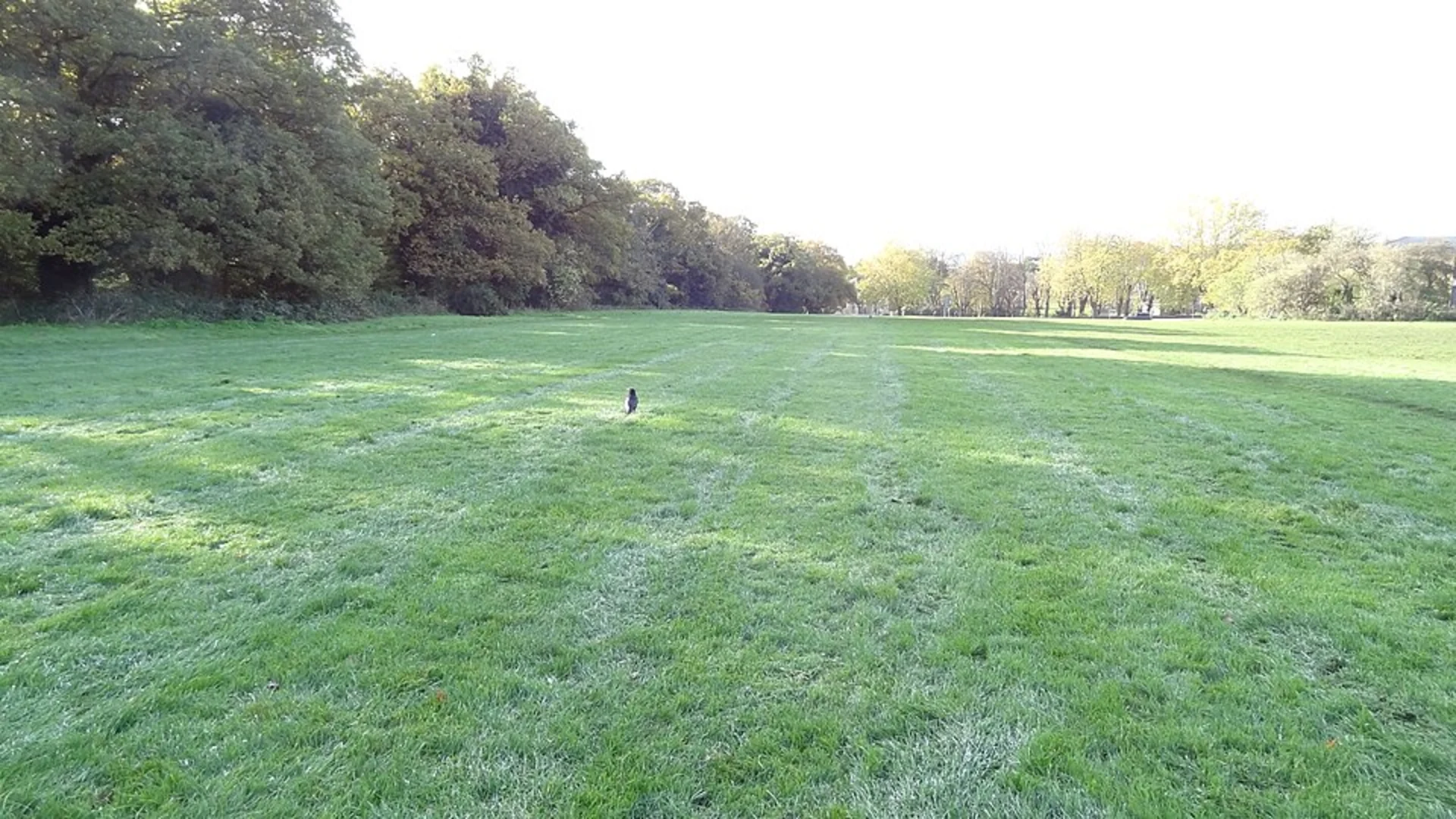 An image depicting the trail FalconWood to Greenwich Walk and its surrounding area.