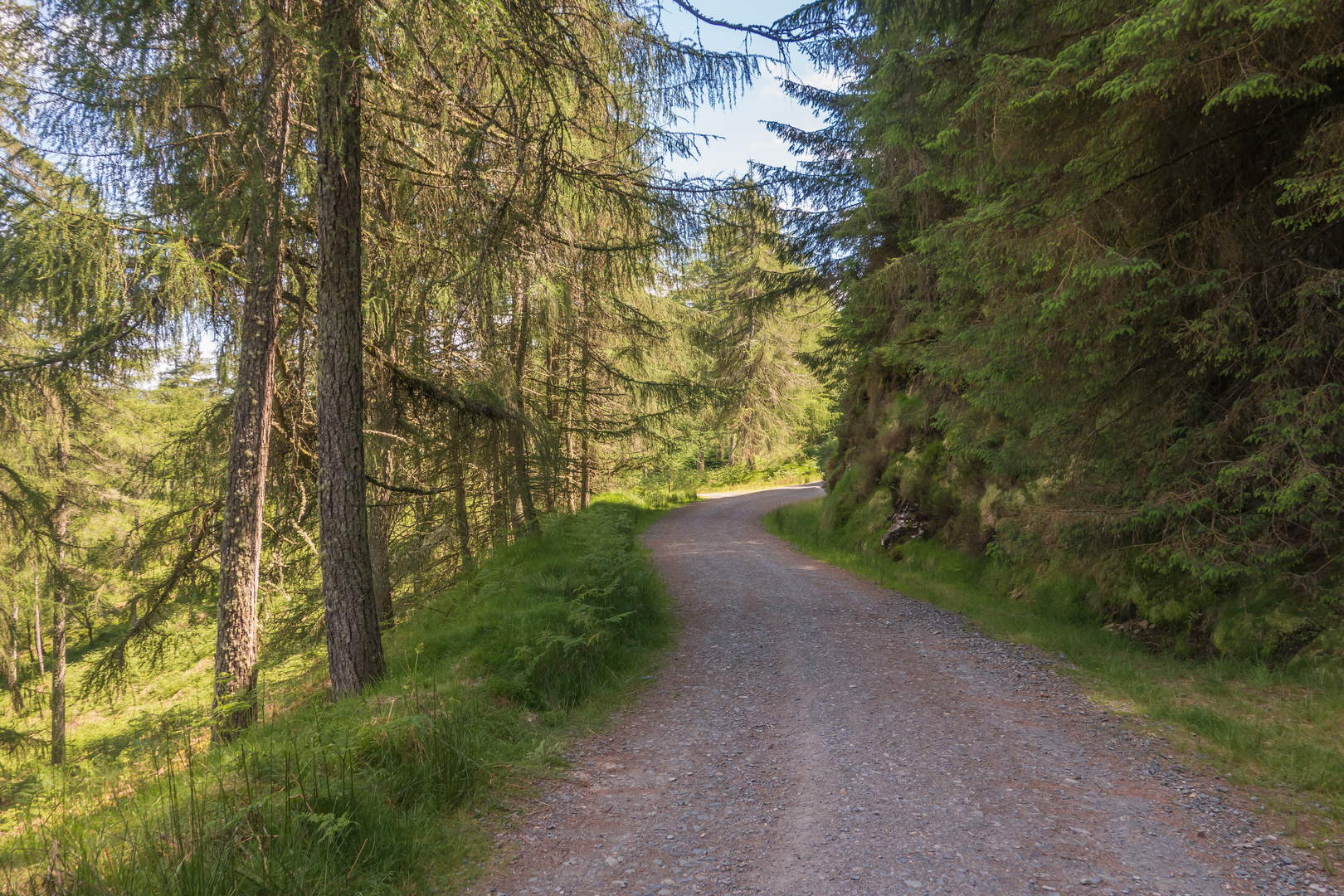An image depicting the trail Woodland Road - Glendalough and its surrounding area.